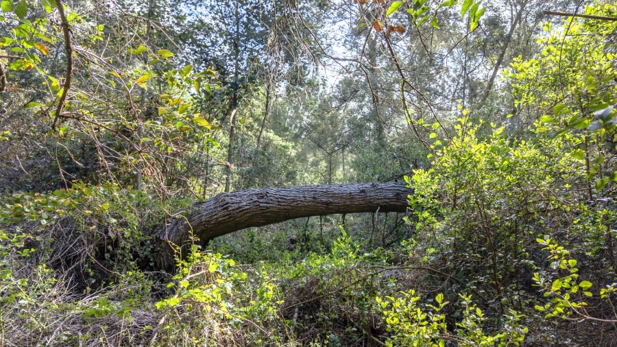 Commercial Property for Sale in Sedgefield Rural Western Cape